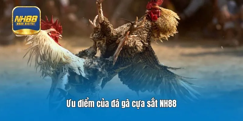 Ưu điểm của đá gà cựa sắt NH88
